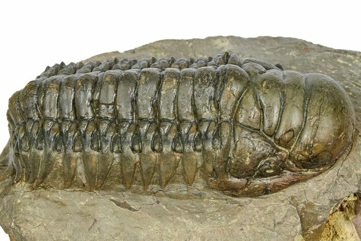 Detailed Crotalocephalina Trilobite - Atchana, Morocco #372403